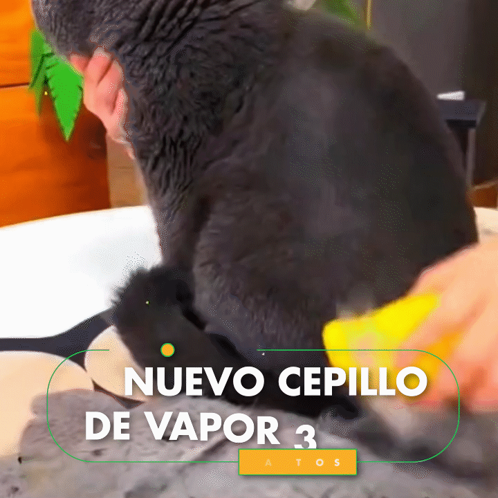 CatSpa Cepillo Vapor 3 en 1
